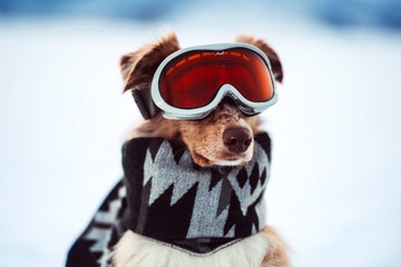 winter dog with ski glasses