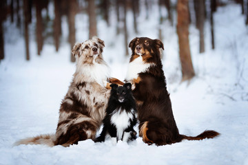 three dogs in winter
