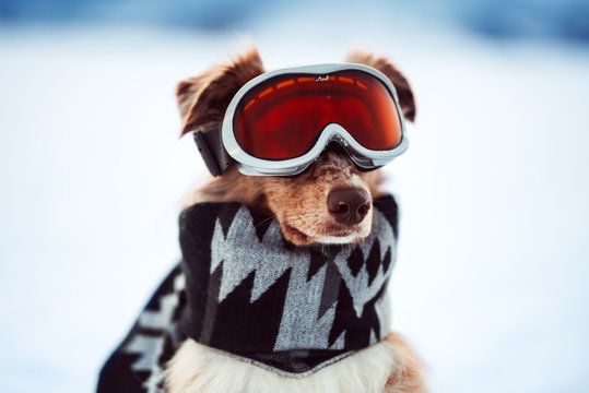 Winter Dog With Ski Glasses