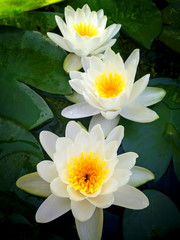Water lily. Nymphaea alba.