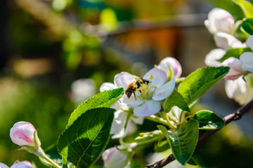Blossoming branches of the apple tree on spring