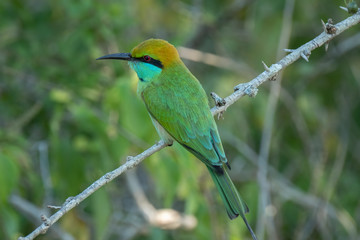 Green Bee-eater (Merops orientalis), Yala National Park, Sri Lanka