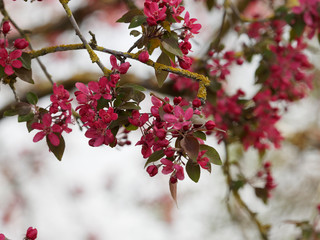 Malus coccinella - Pommier d'ornement à fleurs rose pourpre