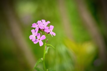 Wild flower