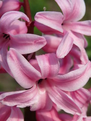closeup of pink hyacinth
