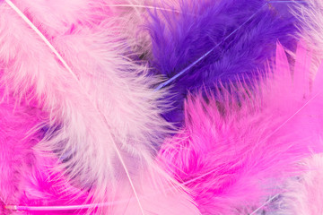 Fototapeta na wymiar background of feathers in pink and purple