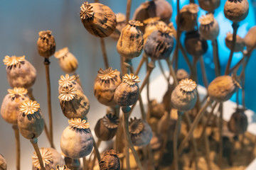 View of dry opium.