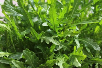 Rucola