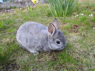 Junges Kaninchen im Frühling