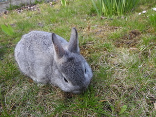 Junges Kaninchen im Frühling