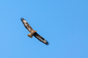 Common buzzard (Buteo buteo) bird of prey in flight against clear blue skies