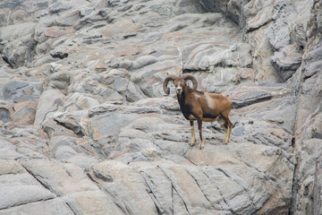 Fauna of the Island of Asinara in Sardinia