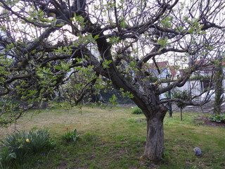 Fototapeta premium Apfelbaum im Frühling