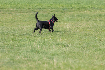 A little black dog run outdoors in green grass. The dog is a mixed of a Labrador retriever