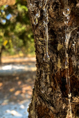Mastic drops on a Mastic tree at Chios island Greece.