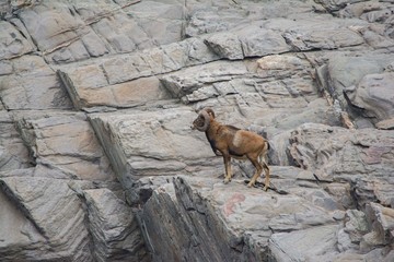 Fauna of the Island of Asinara in Sardinia