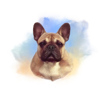 French bulldog. Realistic Portrait of Boxer dog on watercolor background. Hand Painted Illustration of Pets. Watercolor Animal collection: Dogs. Good for banner, print T shirt, pillow. Art background