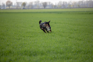 Appenzell cattle dog running on the green grass