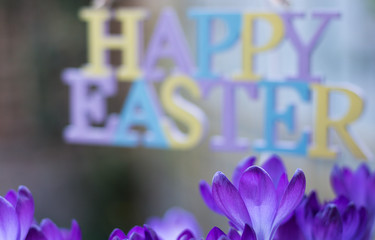 Background Framed Spring Purple Flowers of Crocuses and Blurred Text HAPPY EASTER in Distance. Cold Fresh Colors Decor. Concept: HAPPY EASTER 