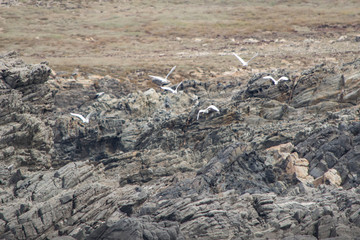 Fauna of the Island of Asinara in Sardinia