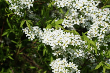 Fr&uuml;hling in Deutschland | wei&szlig;er Bl&uuml;tenzauber