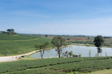 Landscape nature of field of green tea in Choui fong tea farm at north of thailand with bluesky