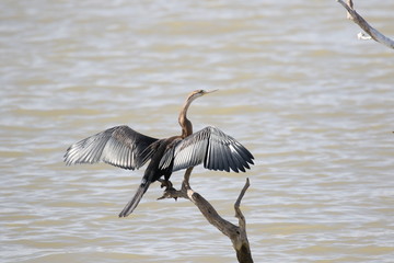 Cormorant on branch