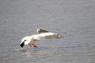 pelicans in flight