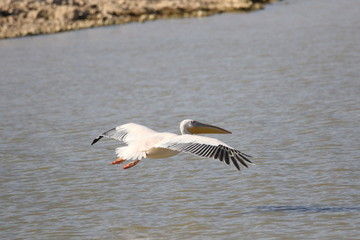 pelicans in flight