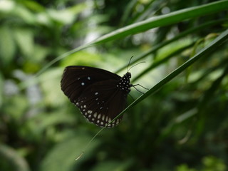 Schwarzer Schmetterling