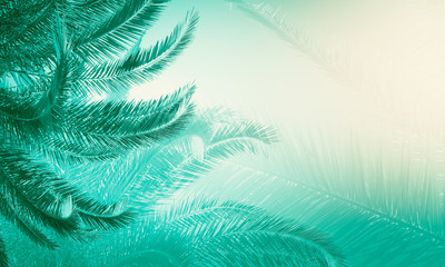 Fototapeta na wymiar Creative palm tree backdrop
