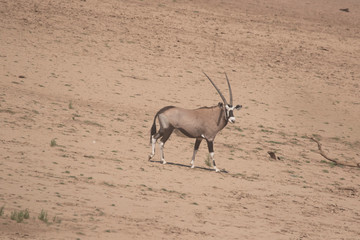 Oryx