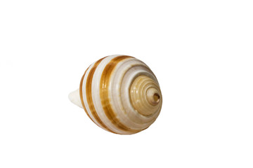 Shell rounded on white background