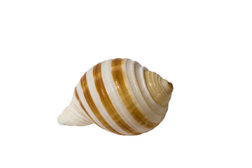 Shell rounded on white background