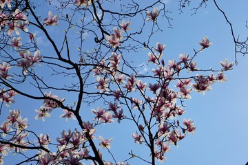 Magnolien im Frühling in Deutschland | Blütenzauber