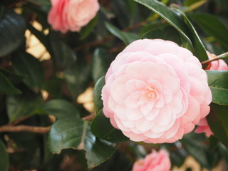 Camelia flower blooming in Japanese house garden in April
