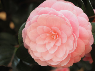 Camelia flower blooming in Japanese house garden in April