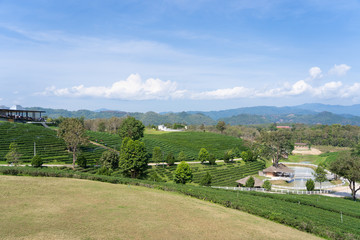 Landscape nature of field of green tea in Choui fong tea farm at north of thailand with bluesky