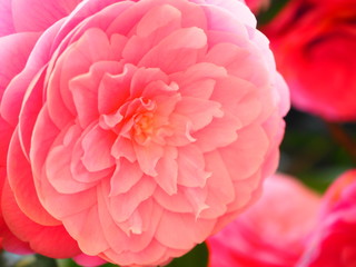Camelia flower blooming in Japanese house garden in April