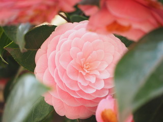 Camelia flower blooming in Japanese house garden in April