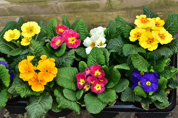 Obraz na płótnie Canvas Fresh colorful bouquets of the spring flowers, primula, on the market counter.