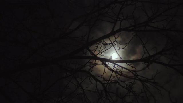 Dark scary night with bright moon