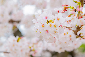 東京千鳥ヶ淵の桜