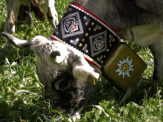 Almabtrieb - kunstvoll handgearbeitetes Halsband mit Kuhglocke
