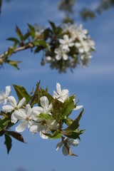 Frühling in Deutschland | Kirschblüte | April 