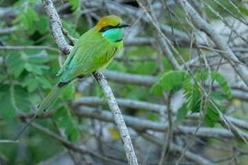 Green Bee-eater (Merops orientalis), Yala National Park, Sri Lanka