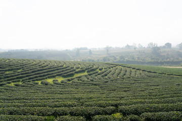 Landscape nature of green tea field in Choui fon finest tea farm at Chiang rai, Thaland.