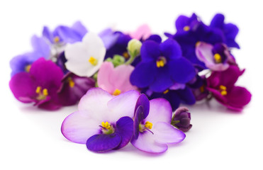 Violets beautiful flowers, background.