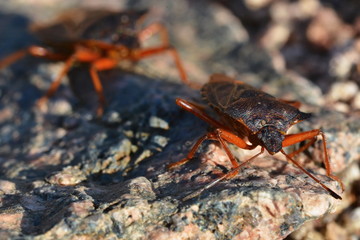 Shield Bug - Pentatoma rufipes