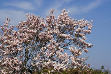 Magnolien im Fr&uuml;hling in Deutschland | Bl&uuml;tenzauber